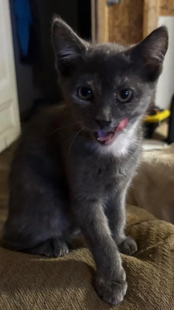 A baby small-sized female Domestic Short Hair cat named Sparrow for adoption in Darien, GA