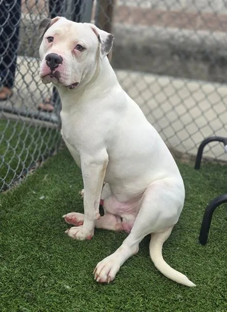 A young large-sized male Mixed Breed dog named Rhino for adoption in Columbia, SC