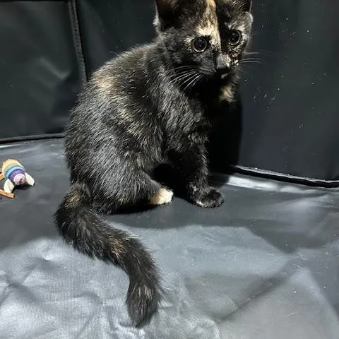 A baby small-sized female Tortoiseshell Domestic Short Hair cat named Bluebell for adoption in Hudsonville, MI