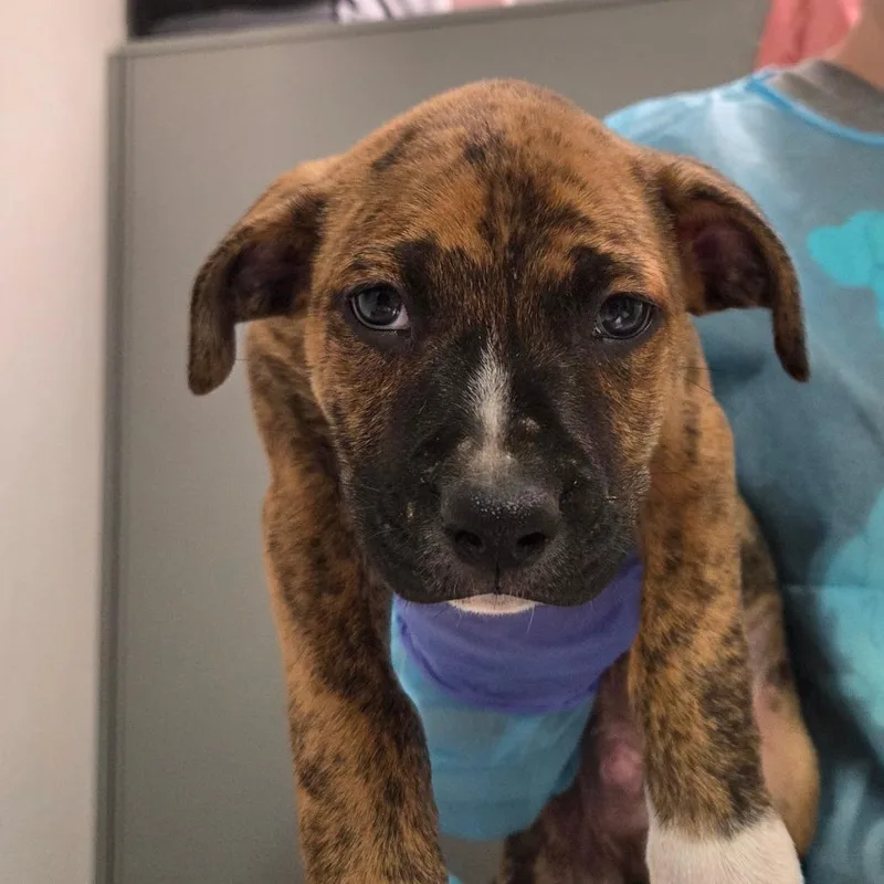A baby small-sized male Brown / Chocolate Mixed Breed dog named Felix for adoption in Charleston, WV