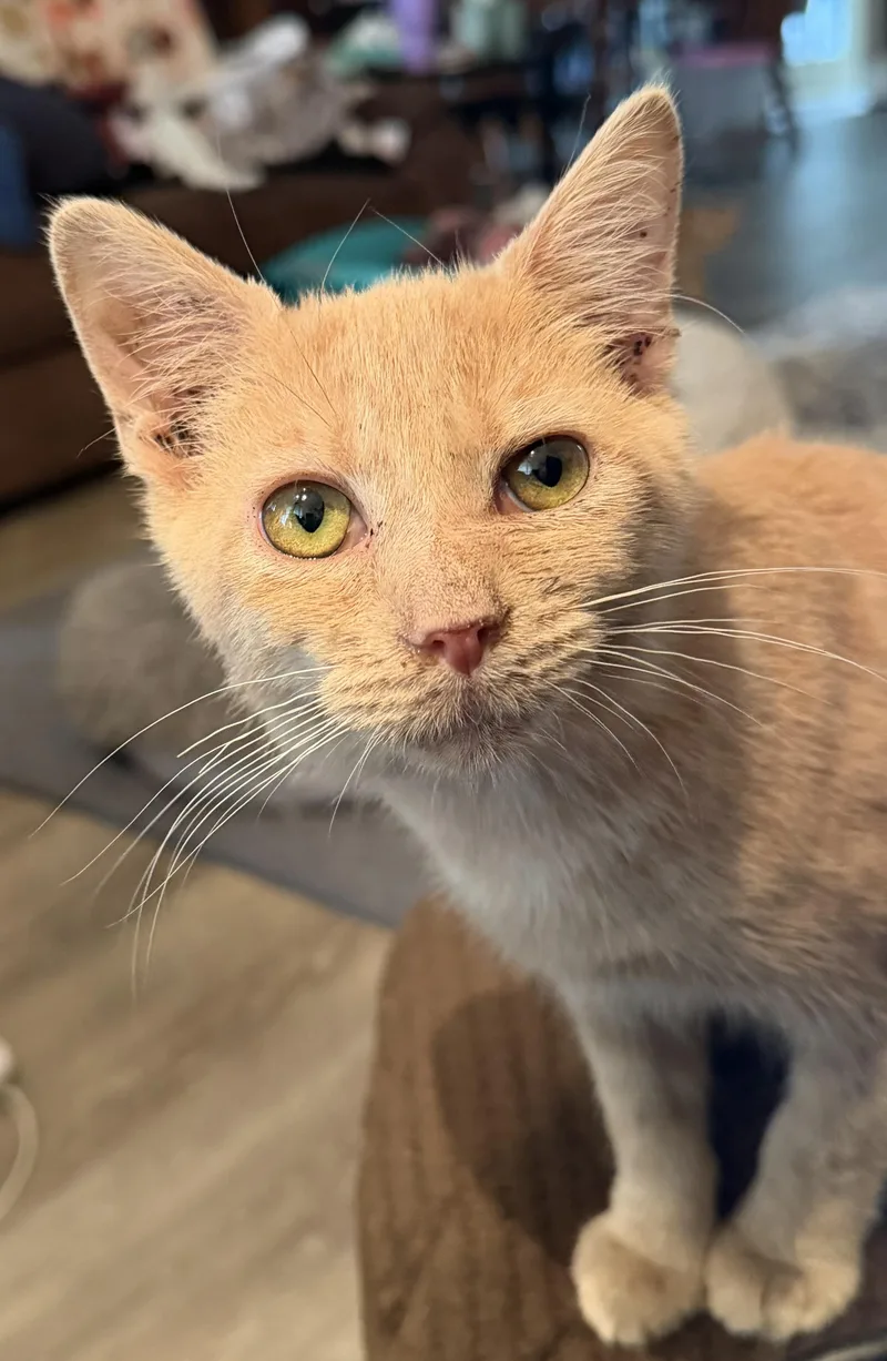 A baby medium-sized male Buff / Tan / Fawn Domestic Short Hair cat named Citrine for adoption in Kirklin, IN