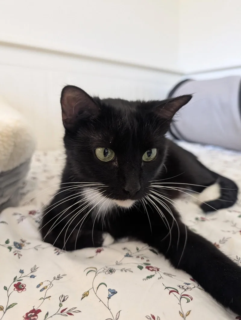 A young medium-sized female Black & White / Tuxedo Domestic Short Hair cat named Tessa for adoption in Herndon, VA