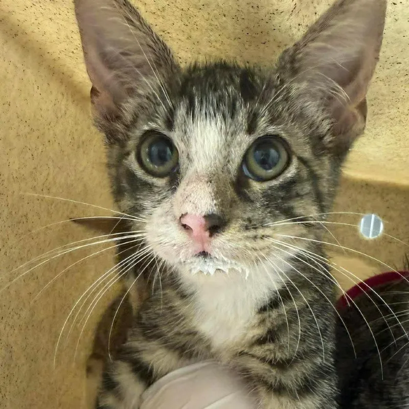 A baby small-sized female Brown / Chocolate Domestic Short Hair cat named Beth for adoption in Bastrop, TX