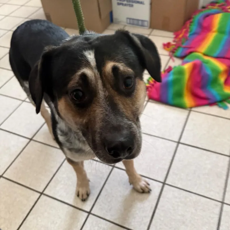 An adult medium-sized male Gray / Blue / Silver Mixed Breed dog named Lanyard for adoption in Charleston, WV