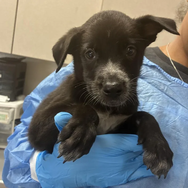 A baby small-sized female Black Retriever dog named Apple for adoption in San Antonio, TX