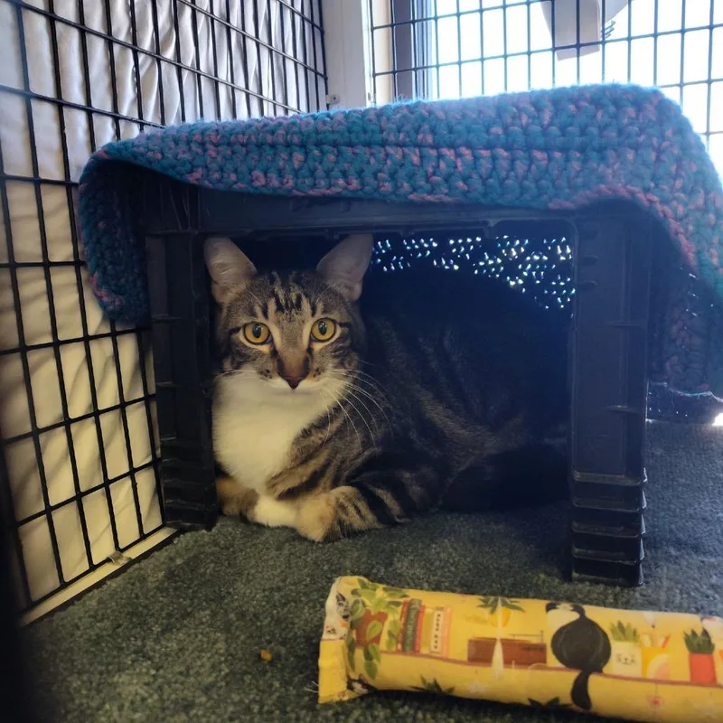 A young large-sized male Gray / Blue / Silver Domestic Short Hair cat named Happy for adoption in Norfolk, NE