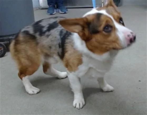 A young large-sized male Cardigan Welsh Corgi dog named Chance for adoption in Salinas, CA