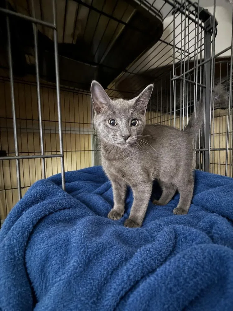 A baby small-sized male Gray / Blue / Silver Domestic Short Hair cat named Muggle for adoption in Carrollton, VA