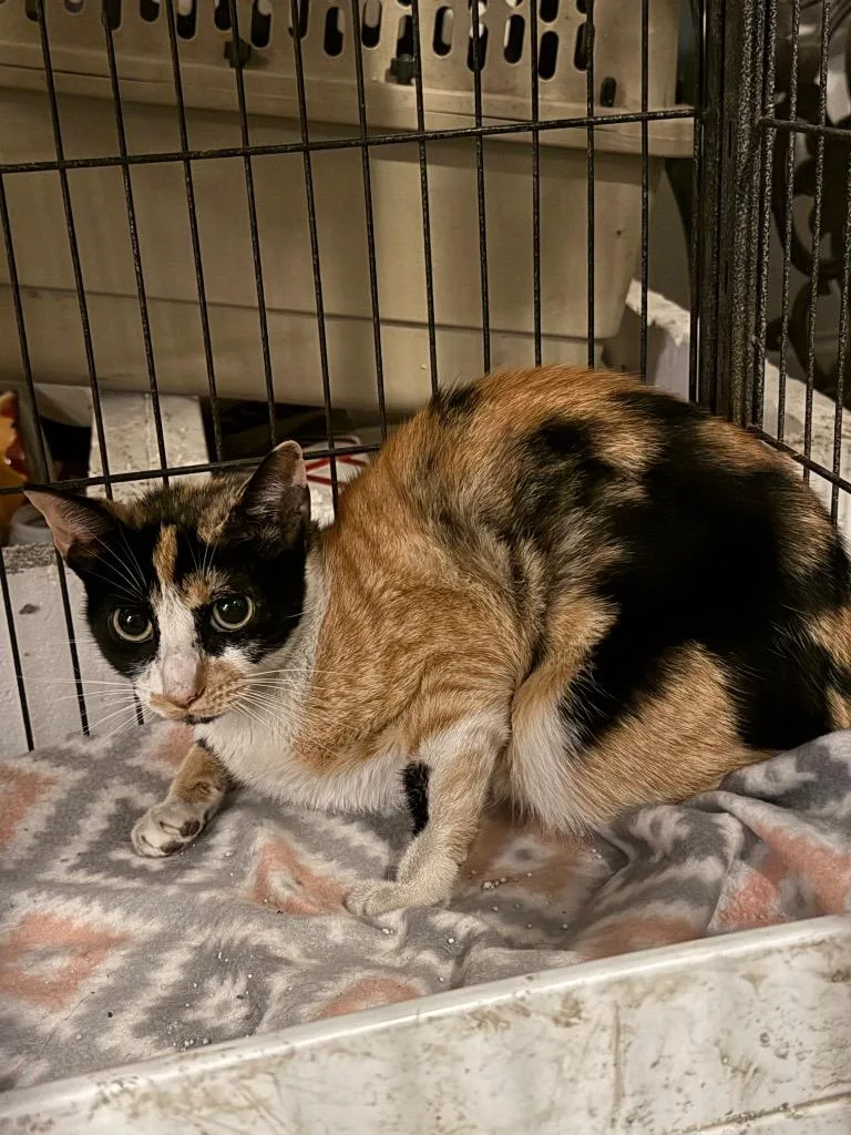 A young large-sized female Domestic Short Hair cat named Sephira for adoption in Augusta, GA