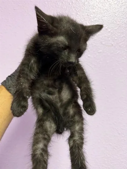 A baby small-sized male Black Domestic Medium Hair cat named Rasputia for adoption in El Paso, TX
