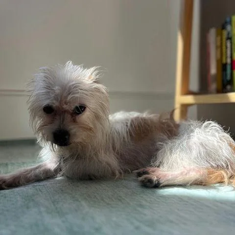 A young small-sized female White / Cream Terrier dog named Gia for adoption in Brooklyn, NY
