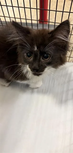 A baby small-sized male Domestic Long Hair cat named Sable for adoption in Miami, FL