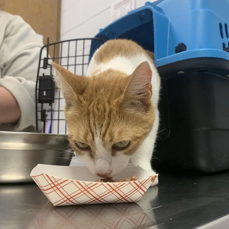 An adult medium-sized female White Domestic Short Hair cat named Moxie for adoption in West Palm Beach, FL
