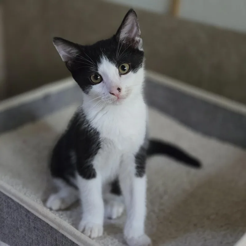 A baby medium-sized male Black & White / Tuxedo Domestic Short Hair cat named Bingo for adoption in Mansfield, TX