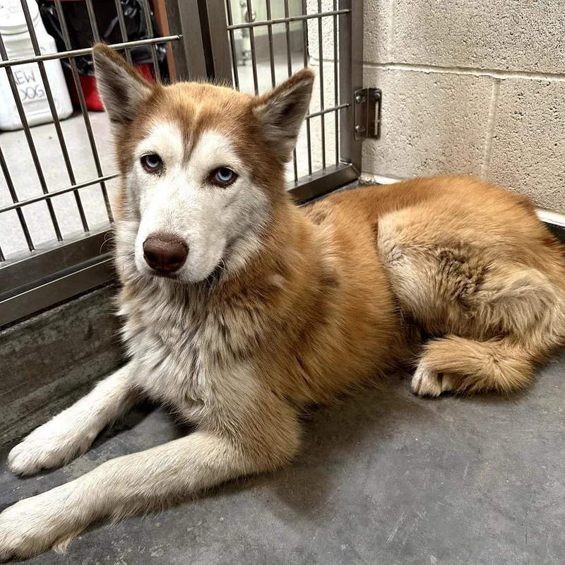 An adult large-sized female Red / Chestnut / Orange Siberian Husky dog named Iepastray for adoption in Upland, CA