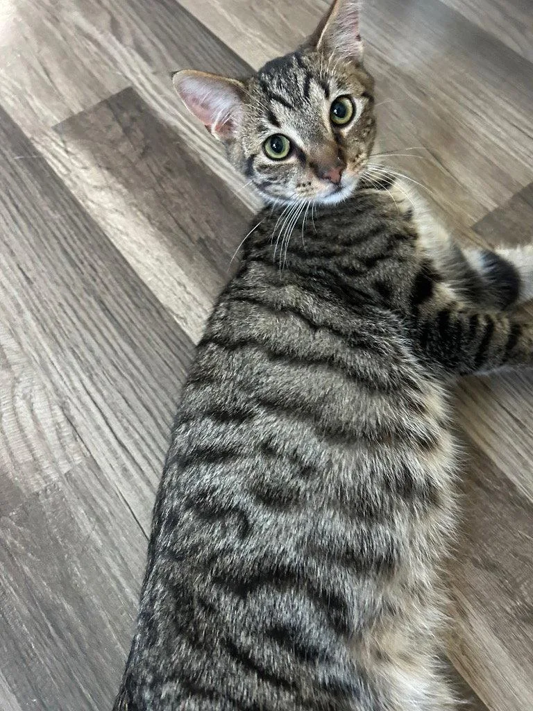 A young medium-sized male Domestic Short Hair cat named Twix for adoption in Cromwell, KY