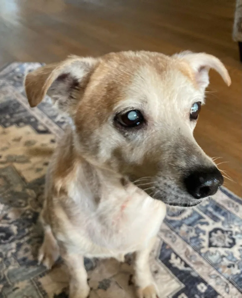 Mr Pillow  M thumbnail 2