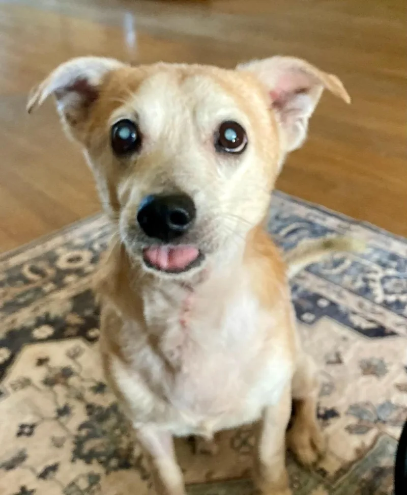 Mr Pillow  M thumbnail 3