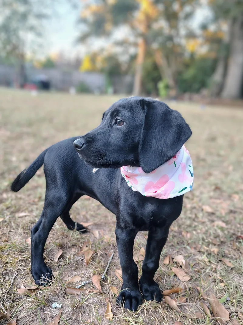 A baby large-sized female Black Labrador Retriever dog named Bulbasaur for adoption in Ellaville, GA