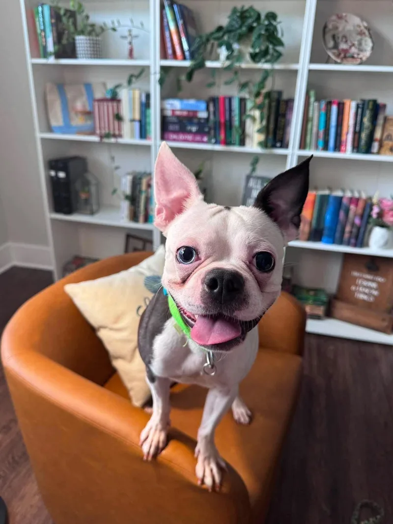 A young medium-sized male Boston Terrier dog named Iggy Smalls for adoption in Valrico, FL