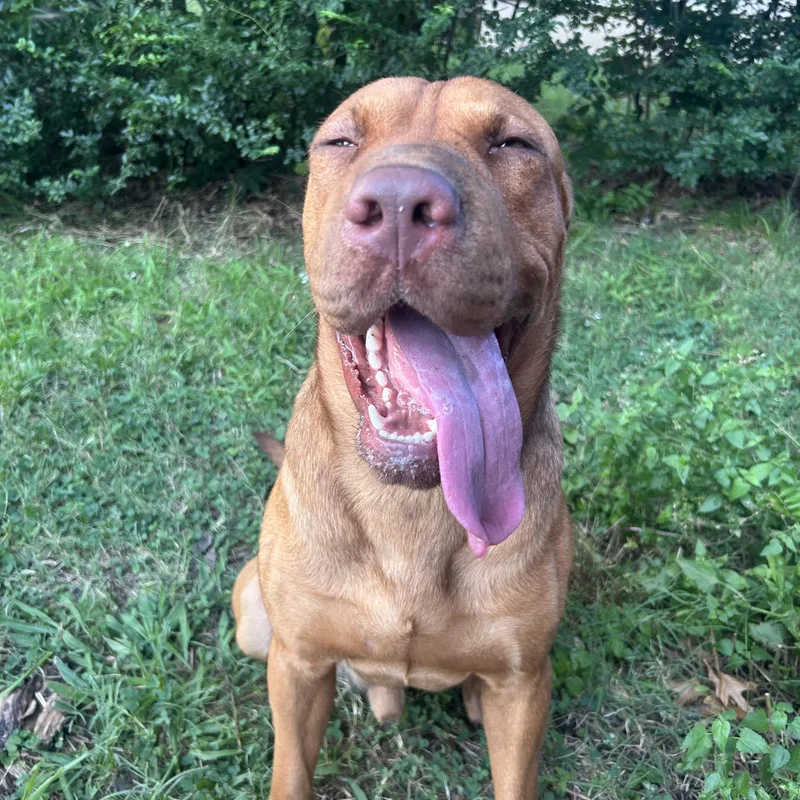Hank Da Tank