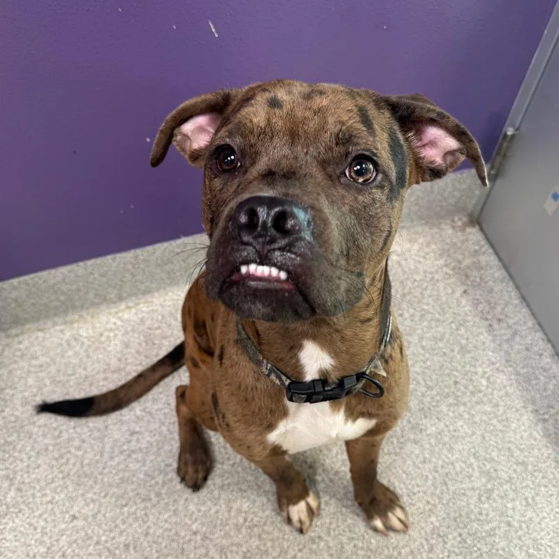 A young large-sized male Brown / Chocolate Catahoula Leopard Dog dog named Bronco for adoption in Englewood, FL