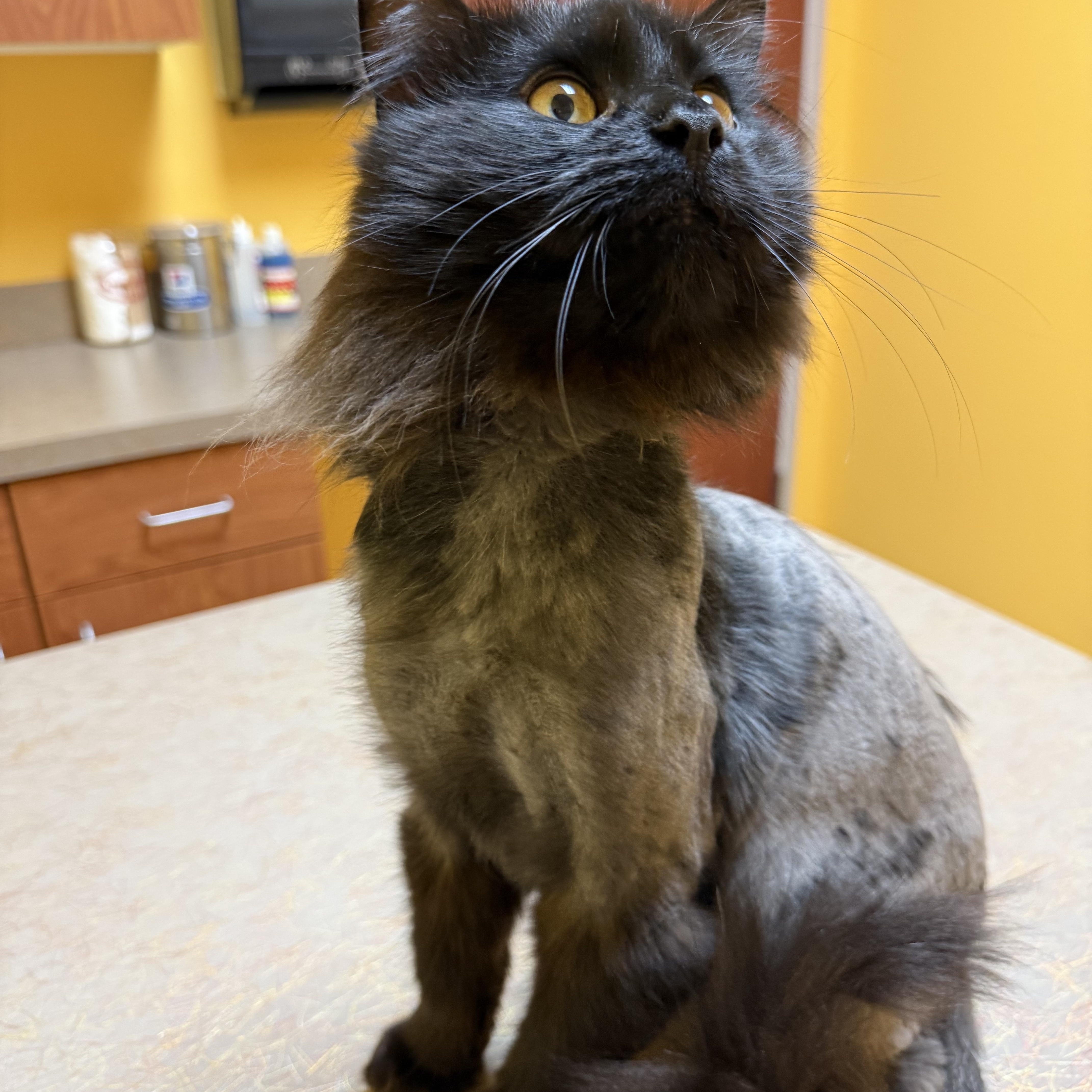 An adult medium-sized male Black Domestic Long Hair cat named Rutherford for adoption in Albany, NY