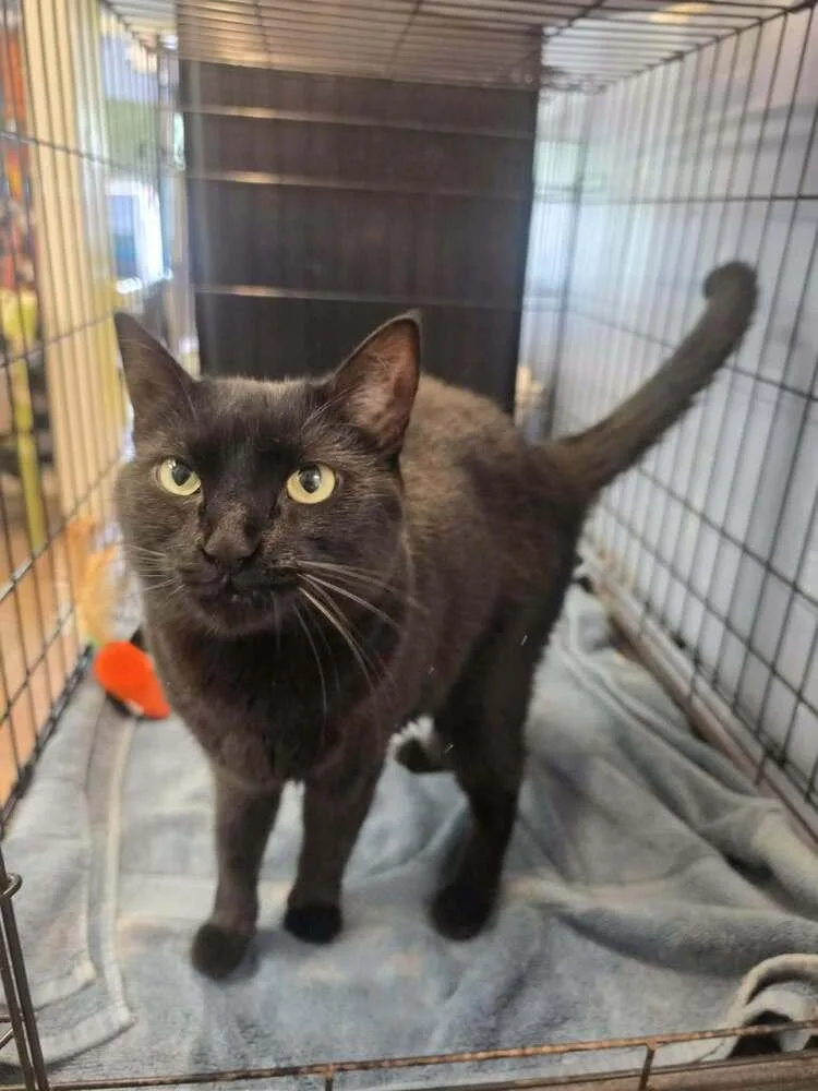 An adult medium-sized female Black Domestic Short Hair cat named Dynamite for adoption in Evansville, IN