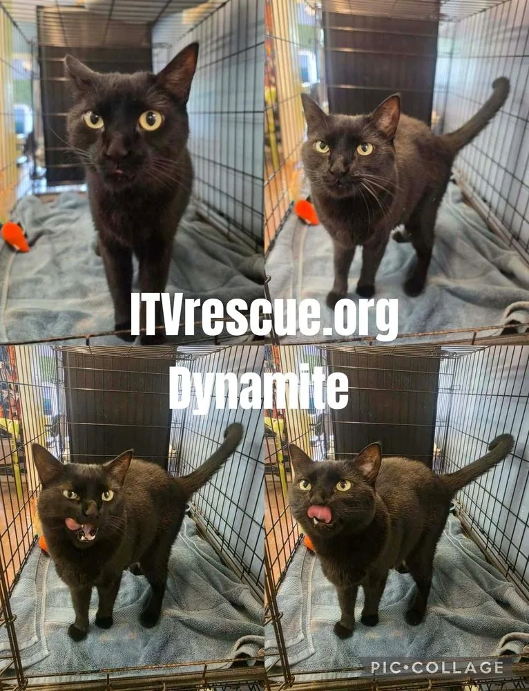 Dynamite thumbnail 4
