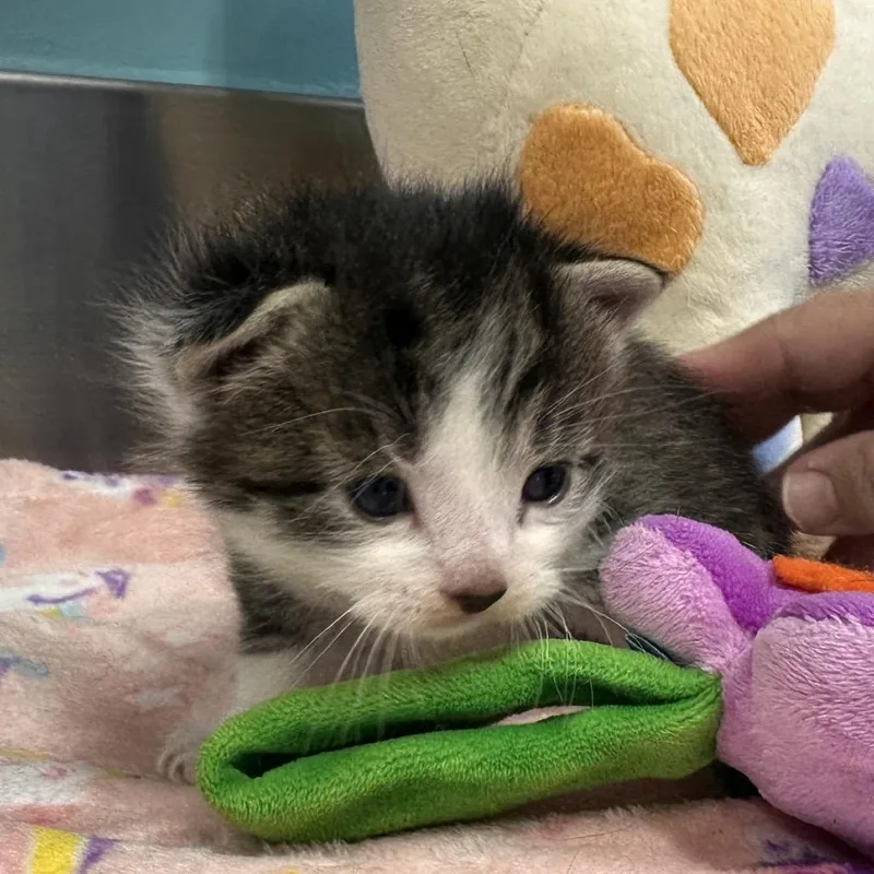 A baby small-sized male Black Domestic Short Hair cat named Aster for adoption in Mount Vernon, IN