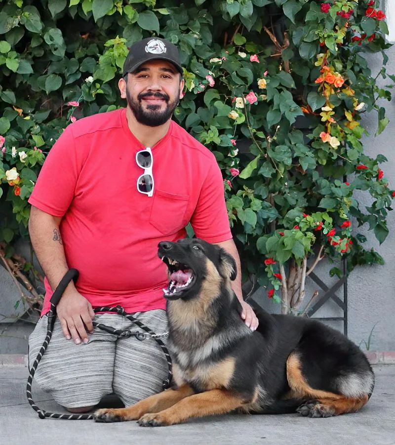 A young large-sized female Black German Shepherd Dog dog named Scarlet von Sarstedt for adoption in Los Angeles, CA