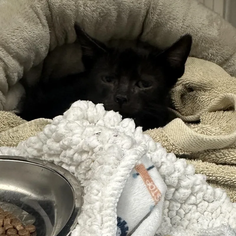 A baby small-sized male Black Domestic Short Hair cat named Logan for adoption in Gainesville, FL