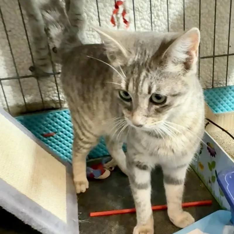 A young medium-sized female Gray & White Tabby cat named Pippa L for adoption in New York, NY