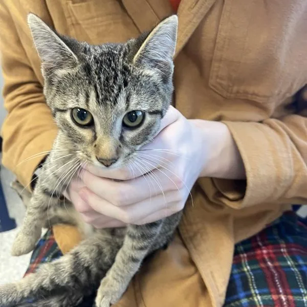 An adult small-sized female Domestic Short Hair cat named Azurill for adoption in Des Moines, IA