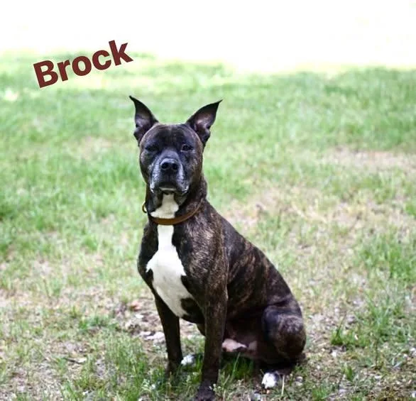 Brock