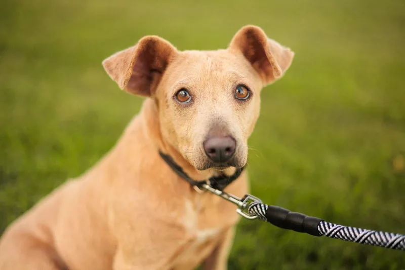 Lacy Lou thumbnail 2