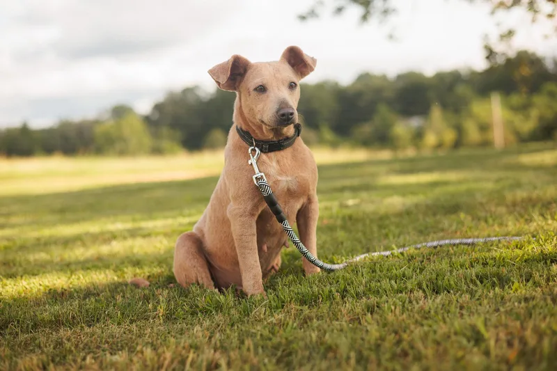 Lacy Lou thumbnail 3