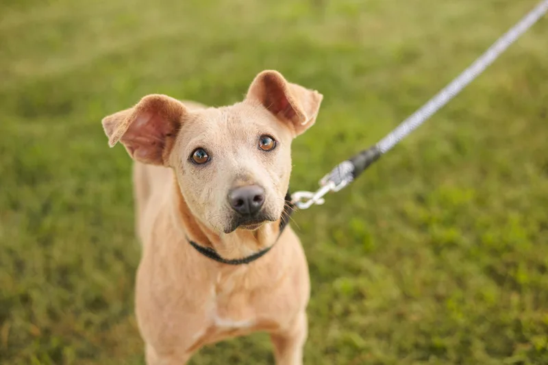 Lacy Lou thumbnail 5