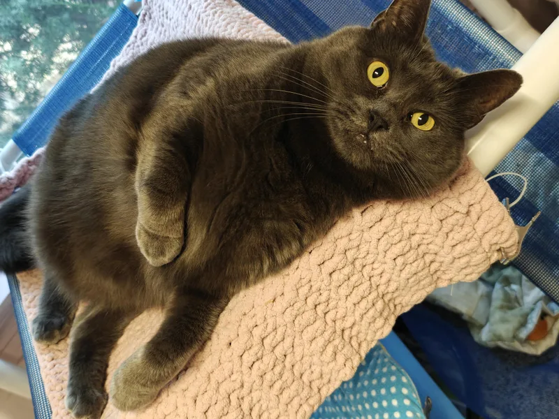 An adult large-sized female Gray & White Domestic Short Hair cat named Graycie & Burger for adoption in New Britain, CT
