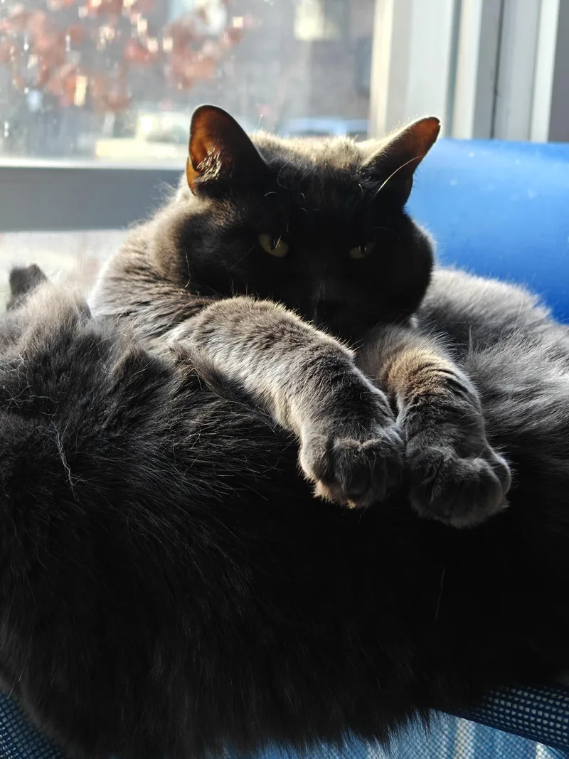 Graycie & Burger thumbnail 2