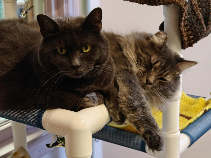 Graycie & Burger thumbnail 5