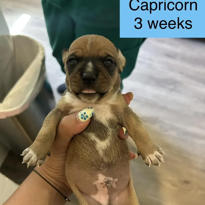 A baby small-sized male Brown / Chocolate Mixed Breed dog named Capricorn for adoption in Tampa, FL