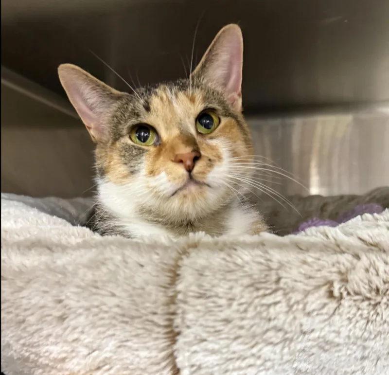 A young medium-sized female Calico Domestic Short Hair cat named Priscilla for adoption in Royal Oak, MI