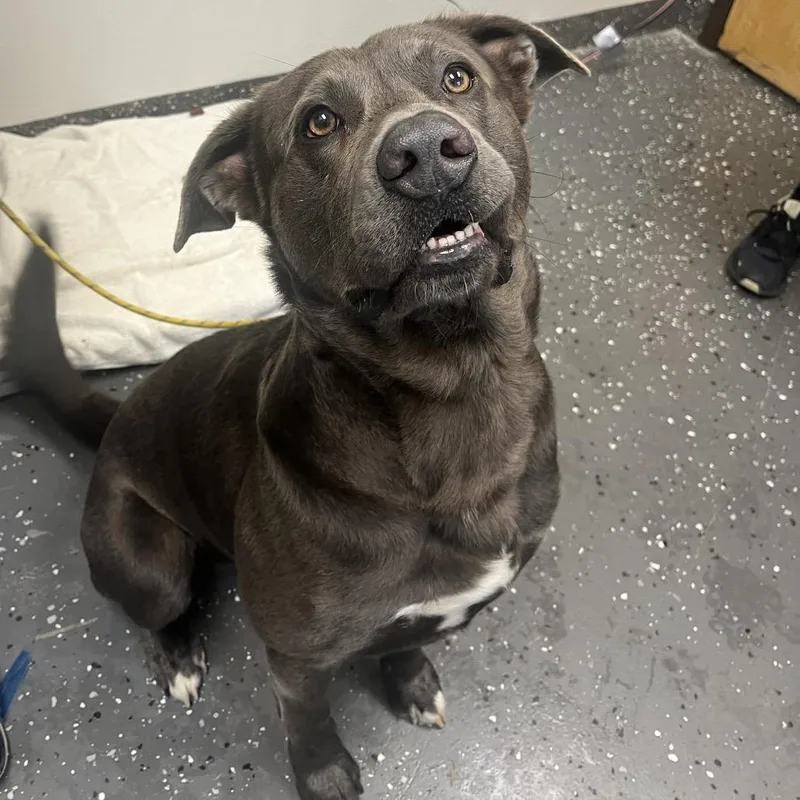 An adult large-sized male Gray / Blue / Silver Mixed Breed dog named Karev for adoption in Columbiana, AL