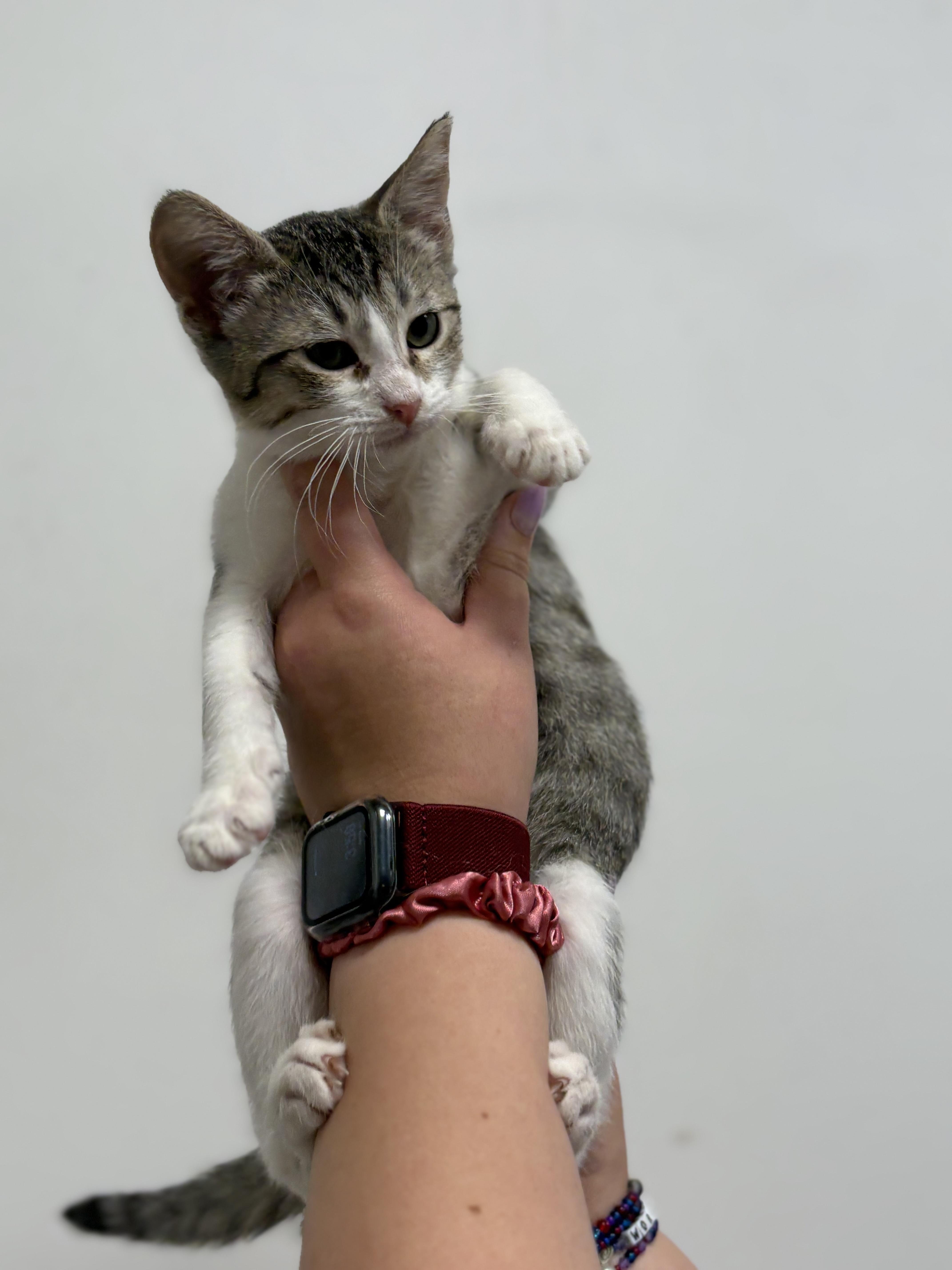 A baby medium-sized female Domestic Short Hair cat named Rico for adoption in Zimmerman, MN