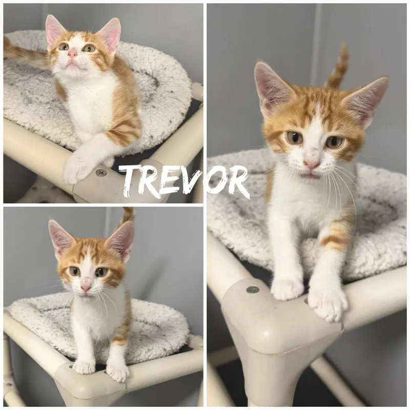 A baby medium-sized male Orange & White Domestic Short Hair cat named Trevor for adoption in Saint James, MO