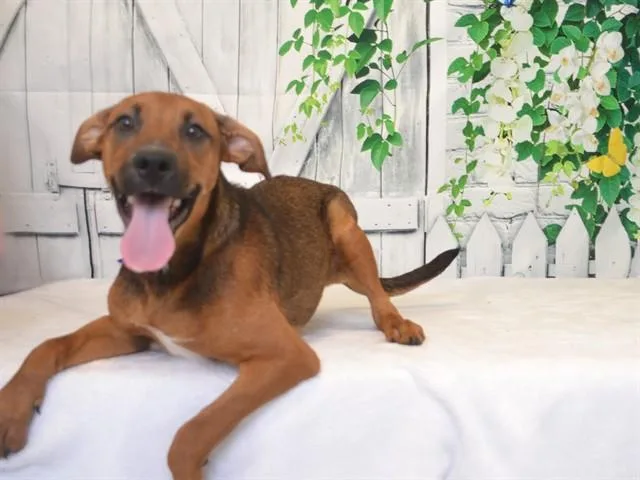 A baby small-sized female Rhodesian Ridgeback dog named Fancy for adoption in Oroville, CA