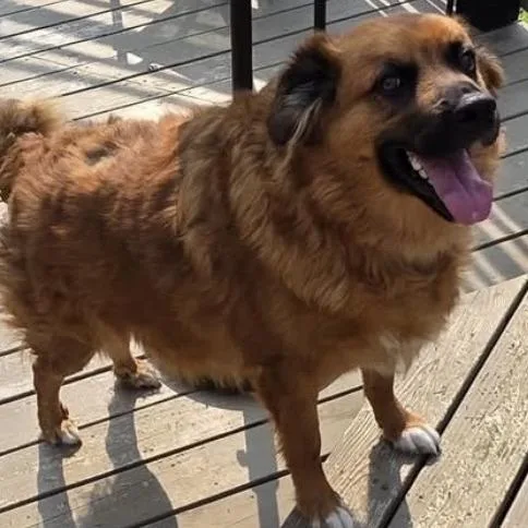 An adult extra large-sized male Red / Chestnut / Orange Mixed Breed dog named Waylon for adoption in Fredericksburg, VA
