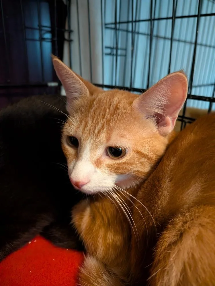 A baby small-sized male Domestic Short Hair cat named Zeke for adoption in Duxbury, MA