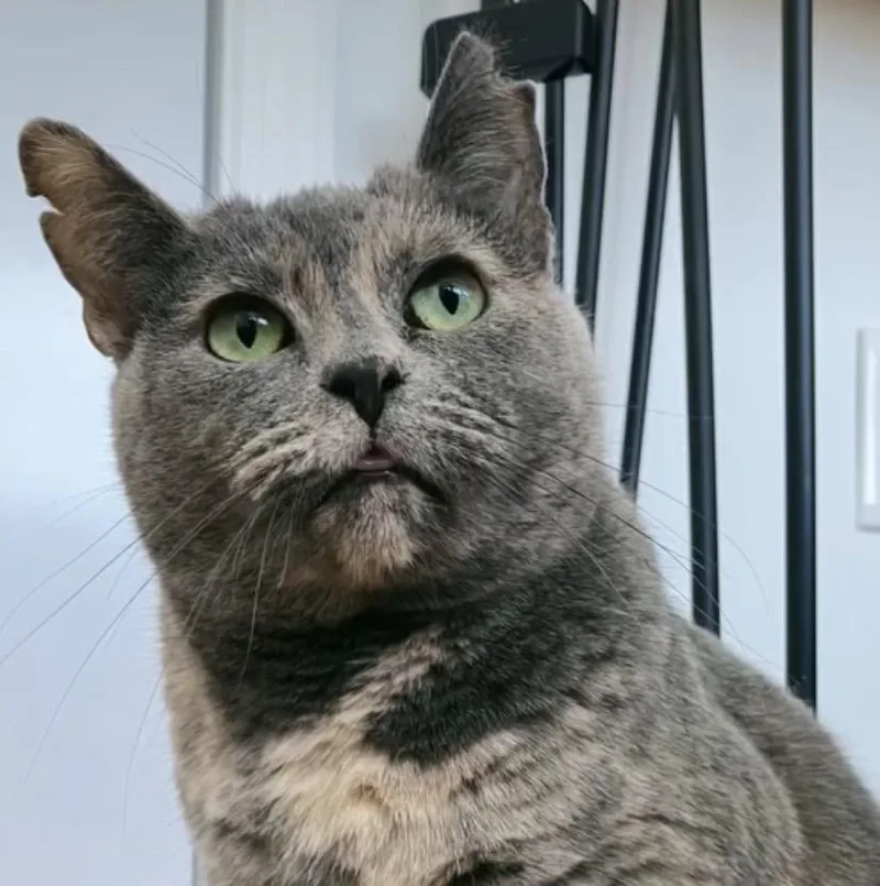 A young medium-sized female Dilute Tortoiseshell Domestic Short Hair cat named Wanderlust for adoption in Alexandria, VA